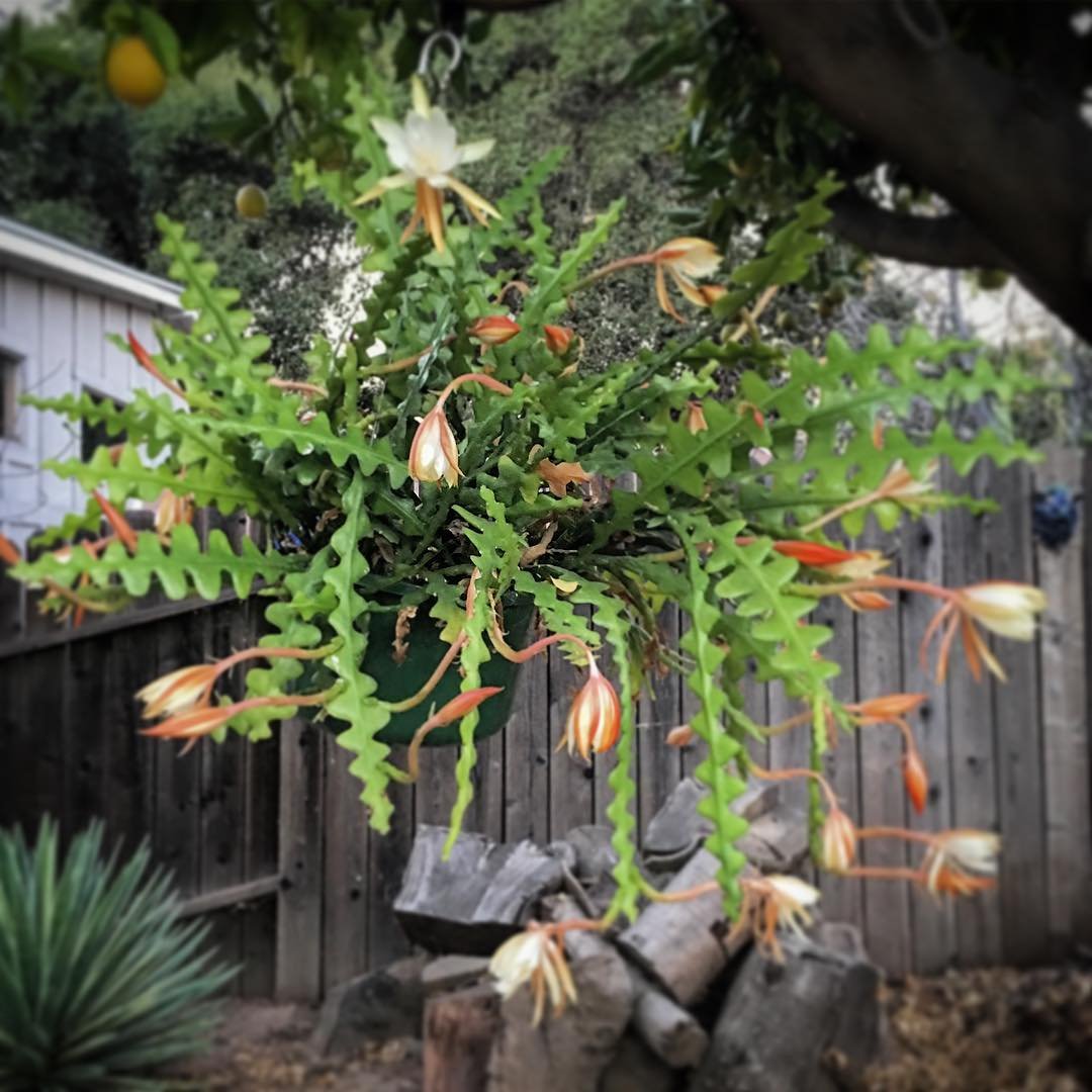 A vibrant Fishbone Cactus with lush leaves and delicate flowers, gracefully hanging in a sunny yard setting.
