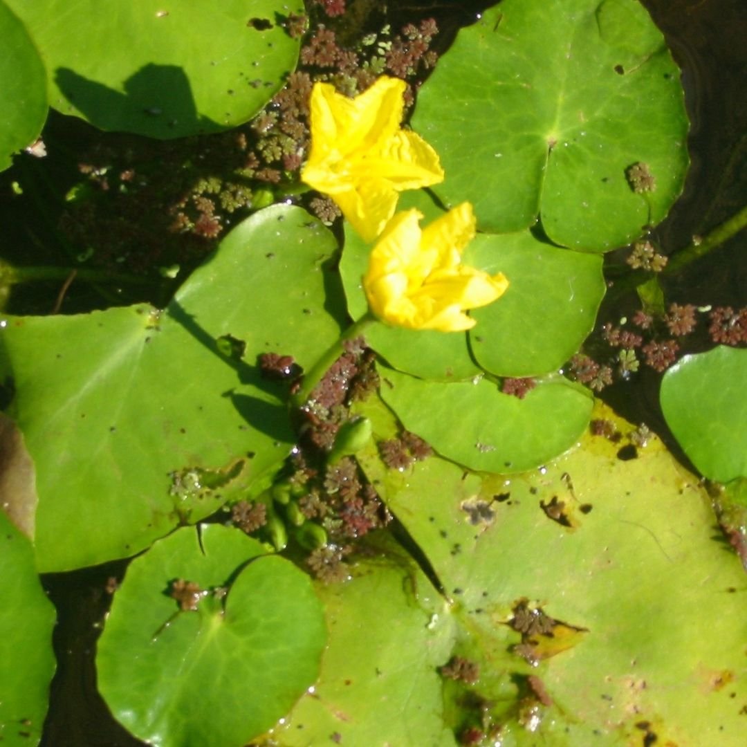 A vibrant yellow Floating Heart flower blooms in a serene pond surrounded by lush green leaves.