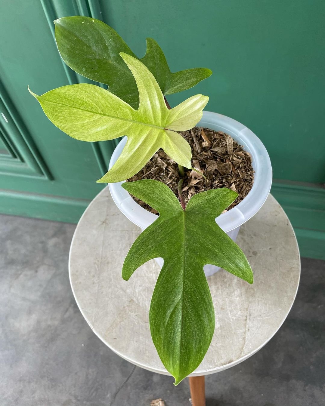 A Florida Ghost Philodendron with lush green leaves displayed in a pot on a table.