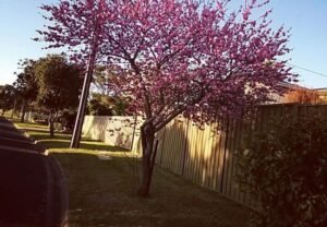 Flowering Plum Trees : A Complete Guide to Growing These Ornamental Beauties (2024)