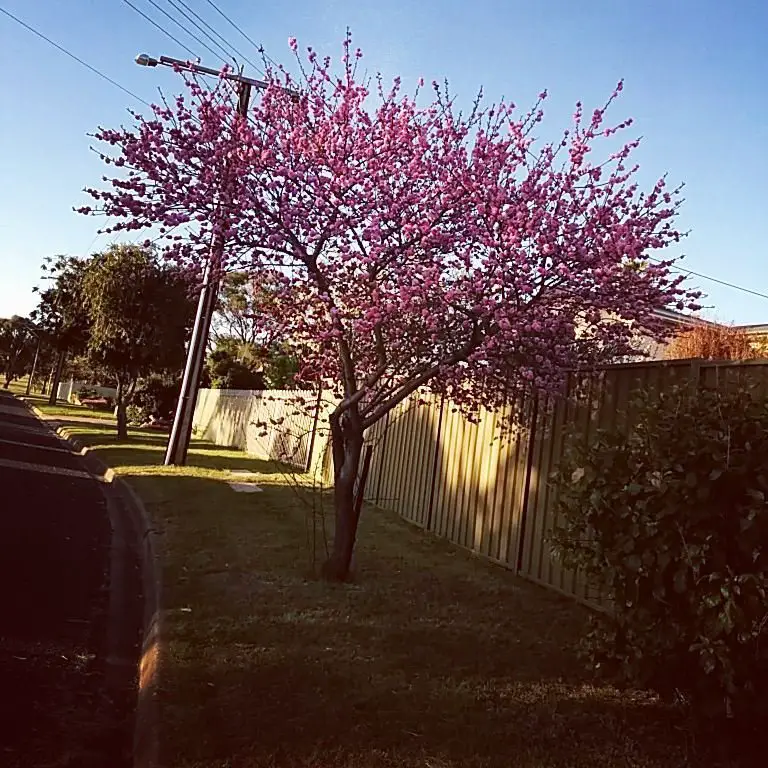 A flowering plum tree with vibrant pink blossoms stands prominently in a lush grassy area.