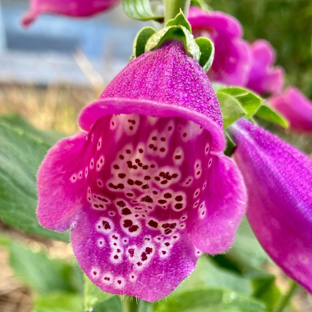 Close-up of a purple foxglove flower featuring distinctive white spots on its petals, showcasing its intricate beauty.