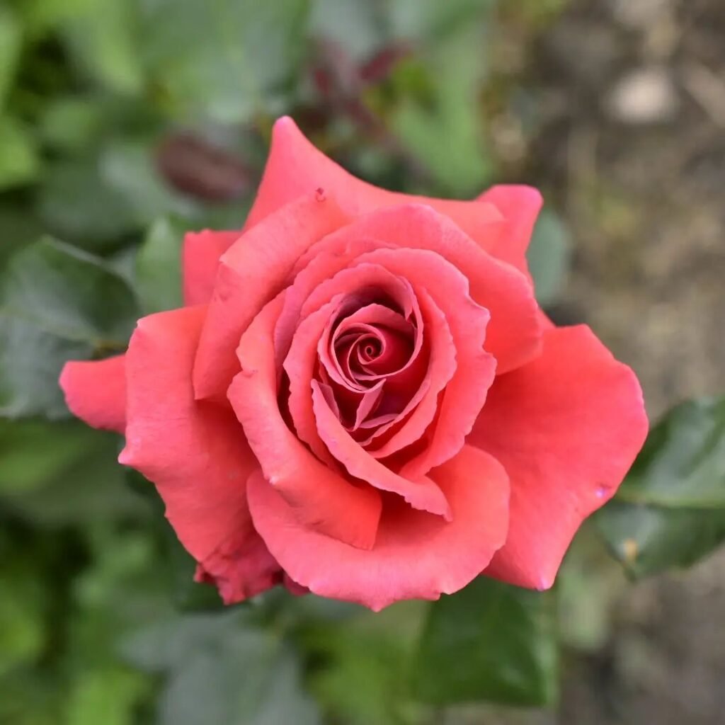 Fragrant Cloud rose