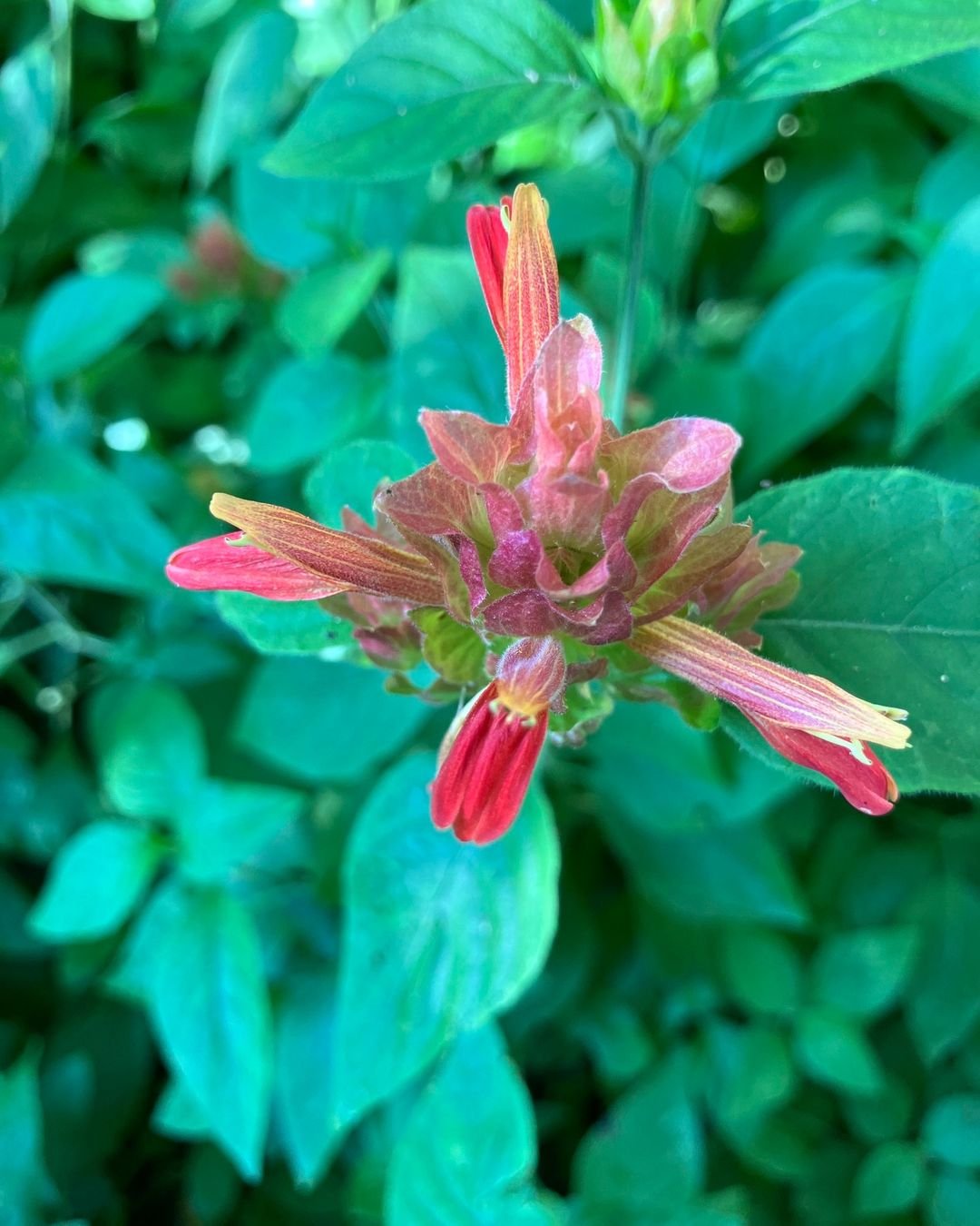 A vibrant red and yellow Fruit Cocktail Shrimp Plant flower surrounded by lush green leaves.