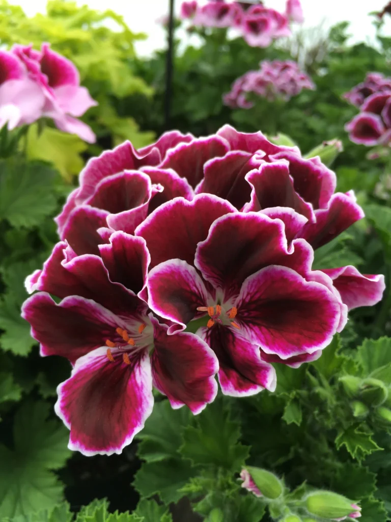 Martha Washington Geranium: Expert Guide to Growing and Care