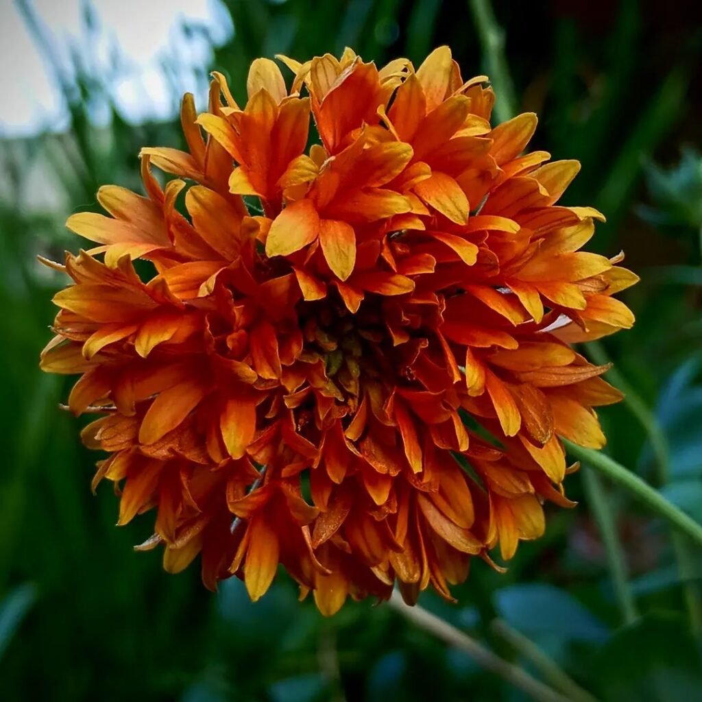 6. Gaillardia (Gaillardia aristata)