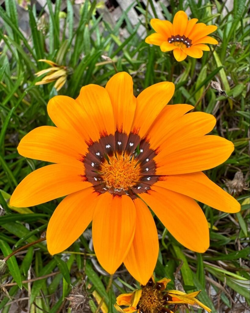 Vibrant orange Gazania flower featuring a brown center, surrounded by lush green grass.