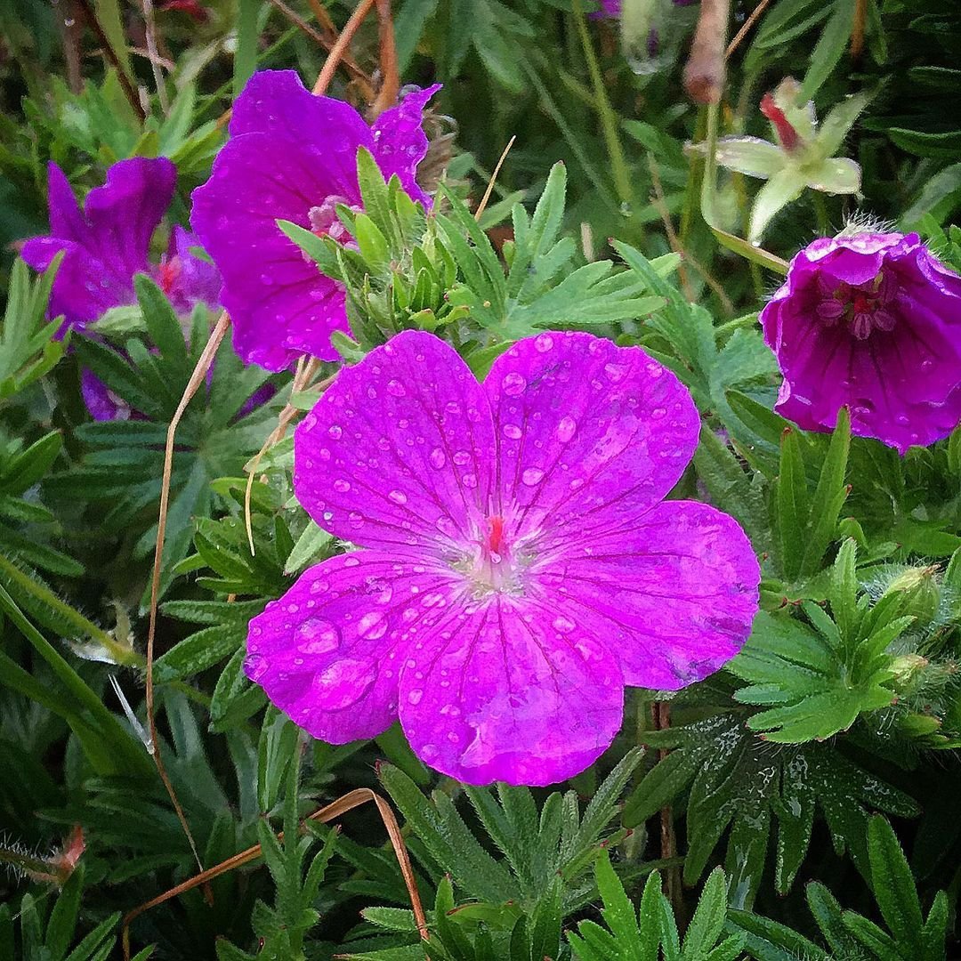 Purple geranium flowers adorned with water droplets, nestled among lush green grass.