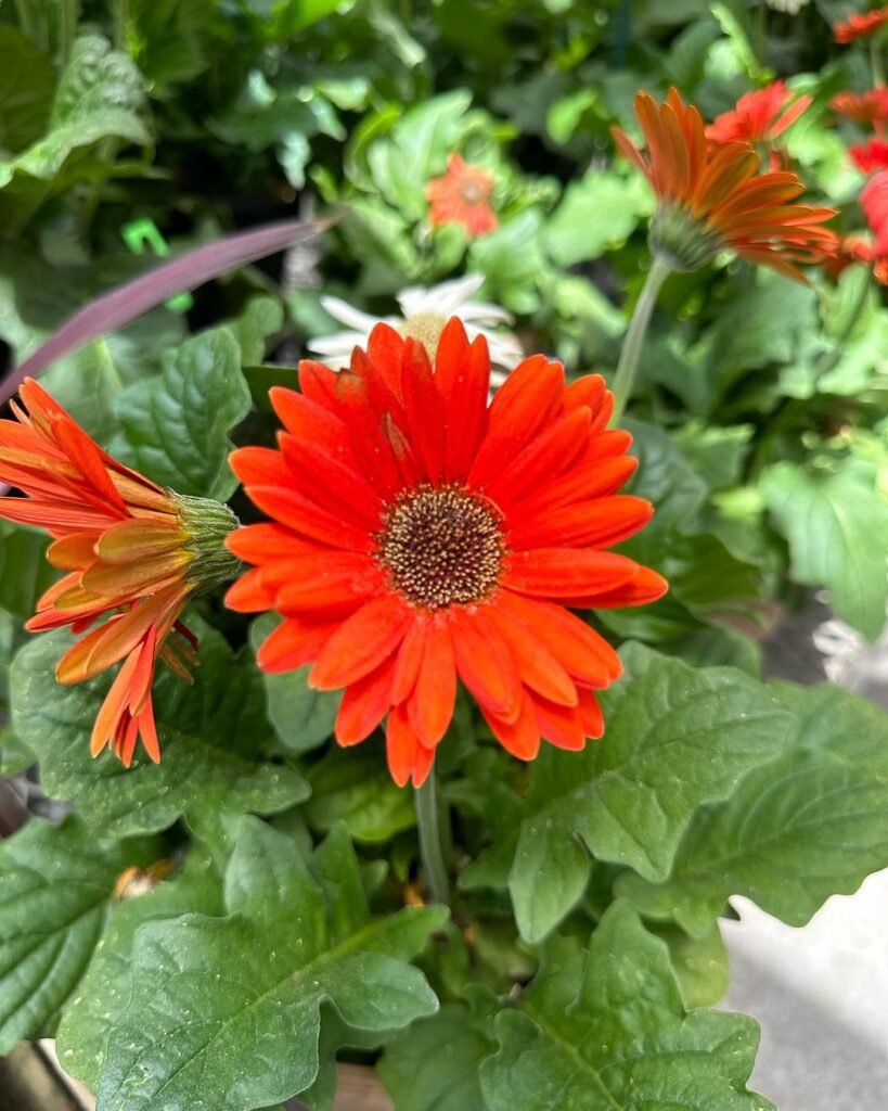 A close-up image of an orange Gerbera Daisy, emphasizing the flower's bright color and intricate petal design.