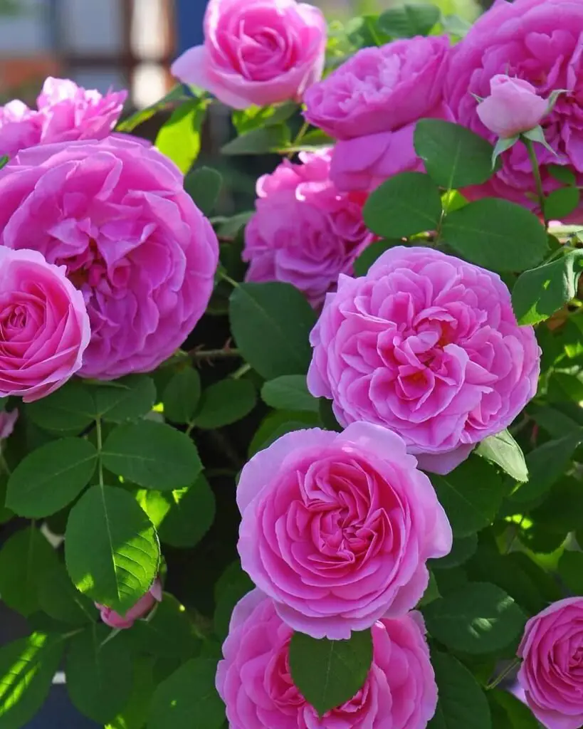 Gertrude Jekyll Rose