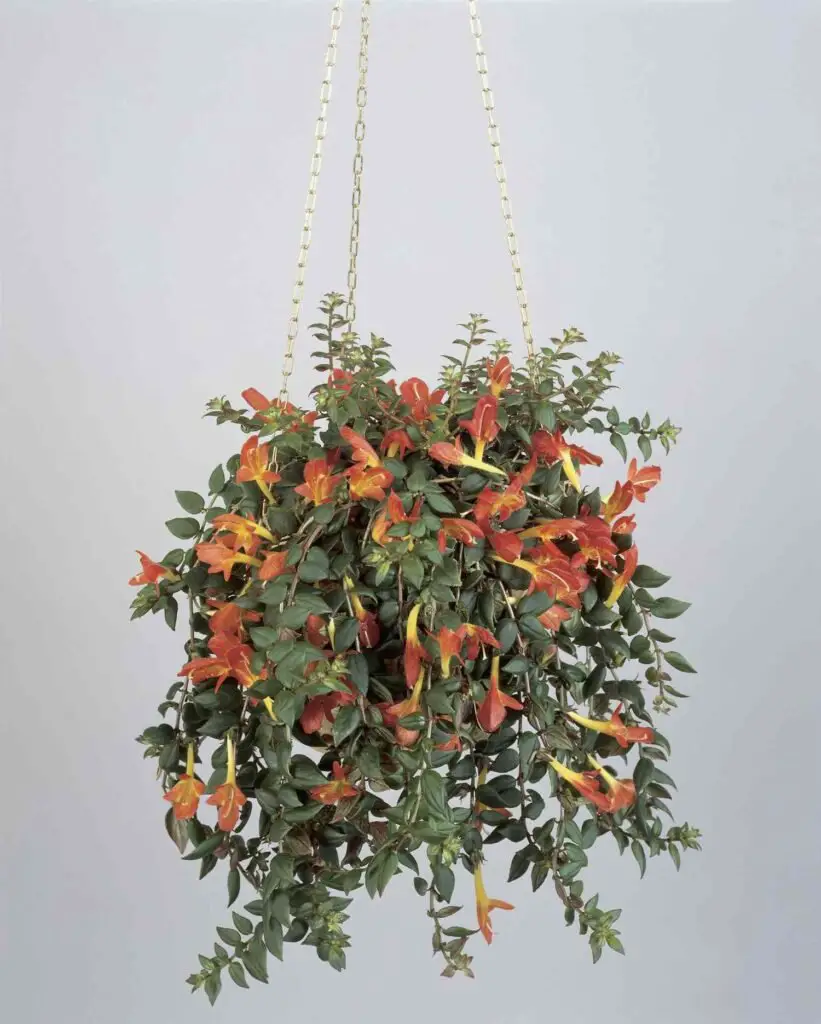 Goldfish Plant (Columnea gloriosa)