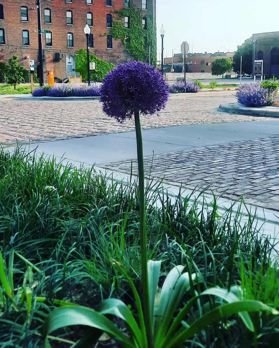 A striking purple Globe Thistle blooms gracefully in a field of green grass.