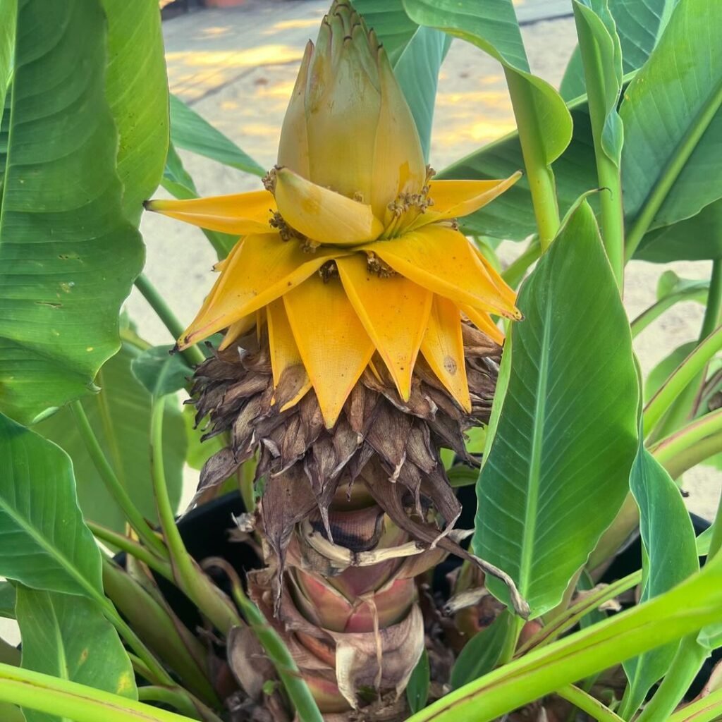 Golden Lotus Banana