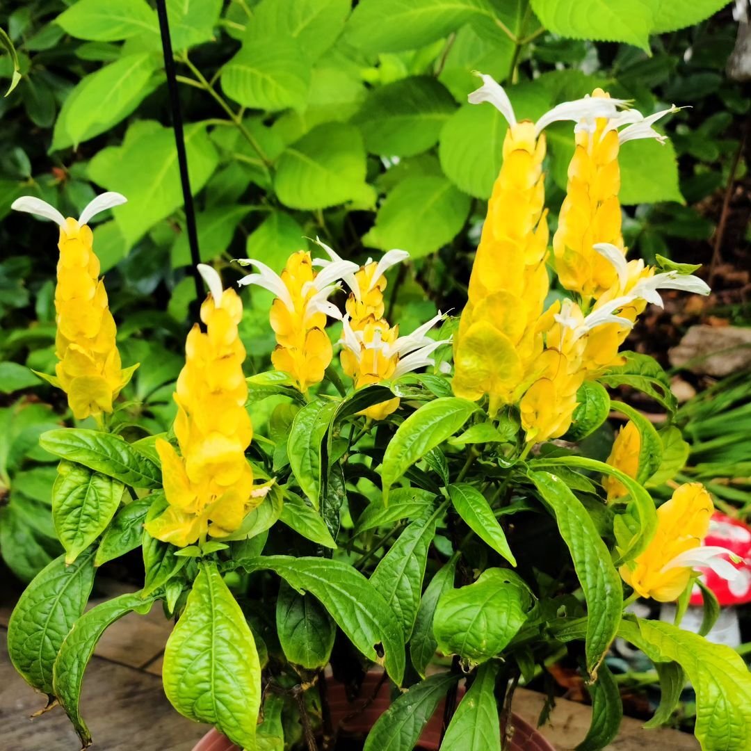 A pot of vibrant yellow Golden Shrimp Plants displayed on a rustic wooden table, adding a cheerful touch to the setting.