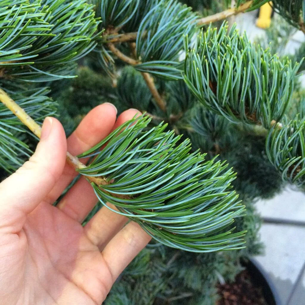 Blue Japanese White Pine