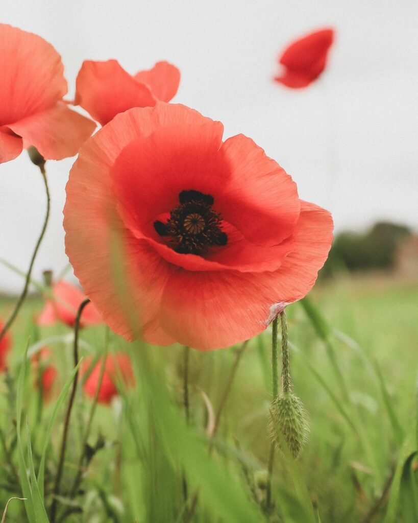 Poppies are symbolic of remembrance, peace, and sleep, with their vibrant red blooms often associated with honoring fallen soldiers, thriving in full sun and well-draining soil.