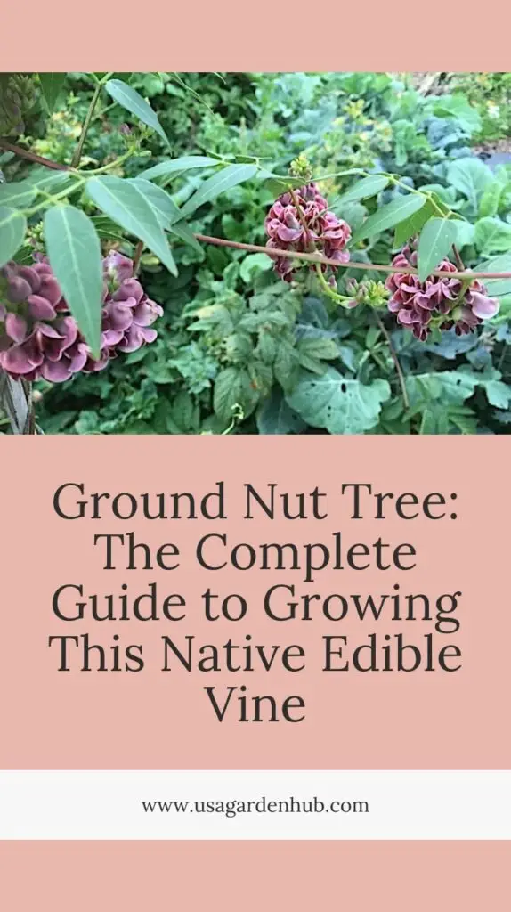 The Ground Nut Tree (*Pachira aquatica*), also known as the Money Tree, is a tropical plant with braided trunks and large, glossy leaves, often grown indoors for its decorative appeal and believed to bring good luck.