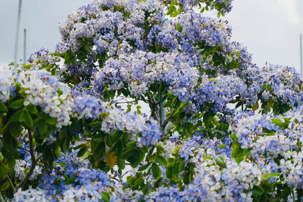 Blue Lignum Vitae