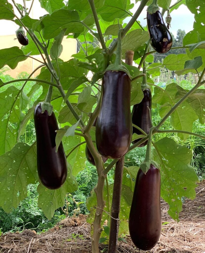 Eggplant is a warm-season vegetable that thrives in full sun and well-drained soil, producing glossy, purple fruits that are commonly used in Mediterranean and Asian dishes.