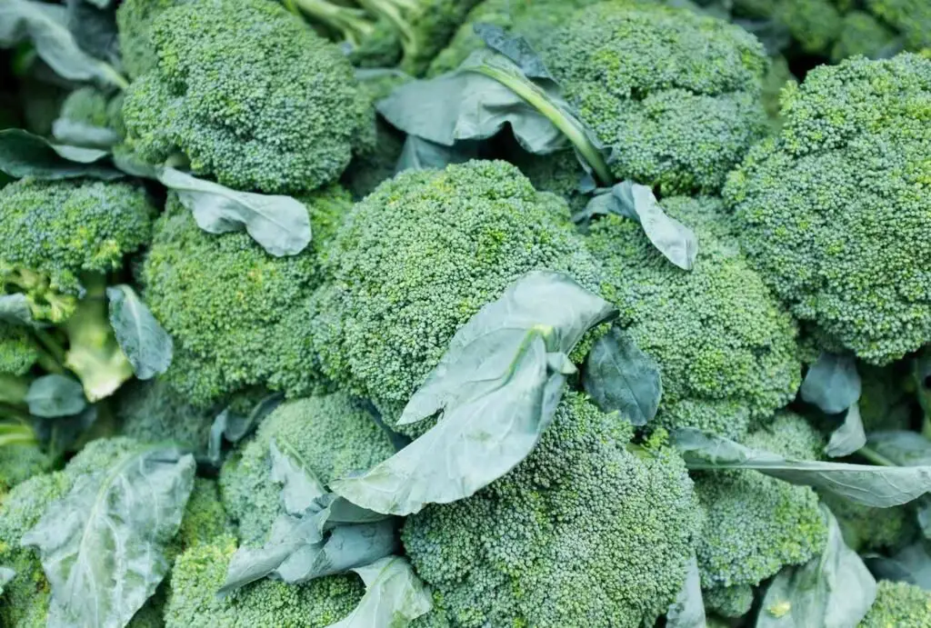 Broccoli is a cool-season vegetable that thrives in full sun and nutrient-rich, well-draining soil, producing edible green florets that are rich in vitamins and minerals.