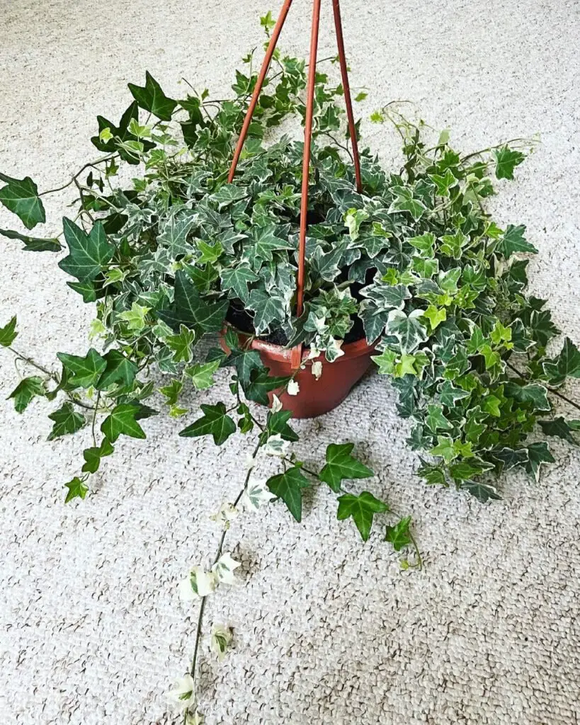 Hedera helix, commonly known as English ivy, is a hardy, evergreen climbing plant known for its lush, trailing vines and distinctive lobed leaves, thriving in various light 