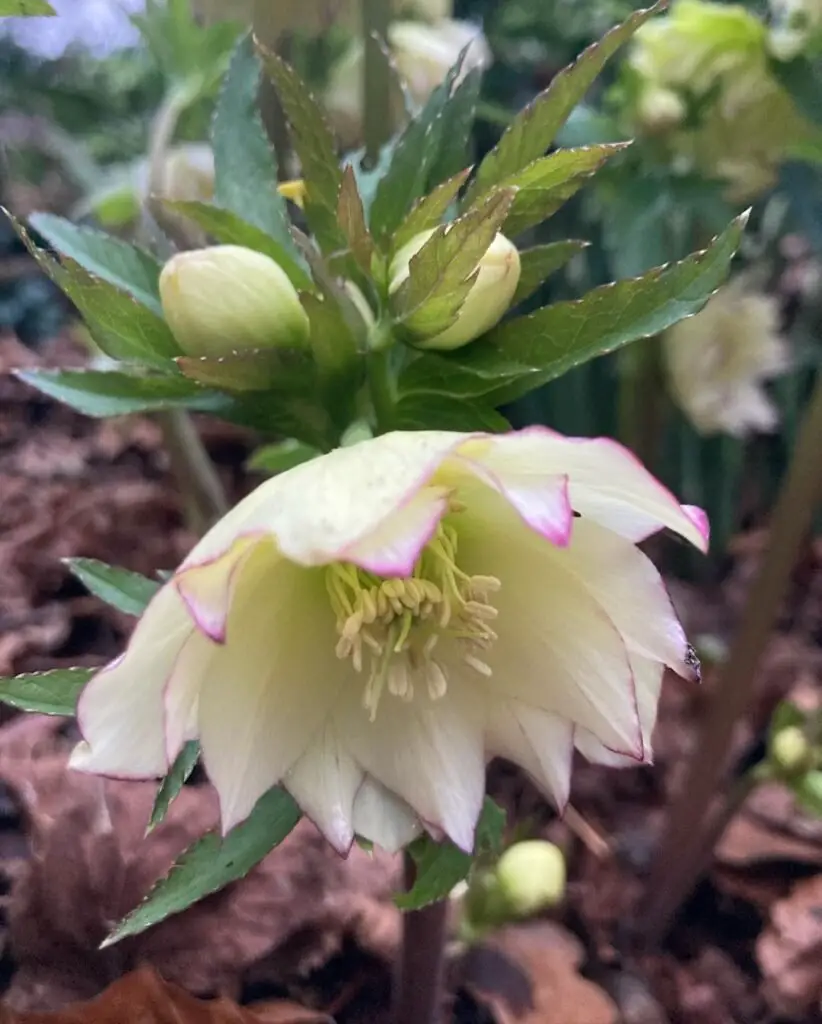 Hellebores (Christmas Rose)