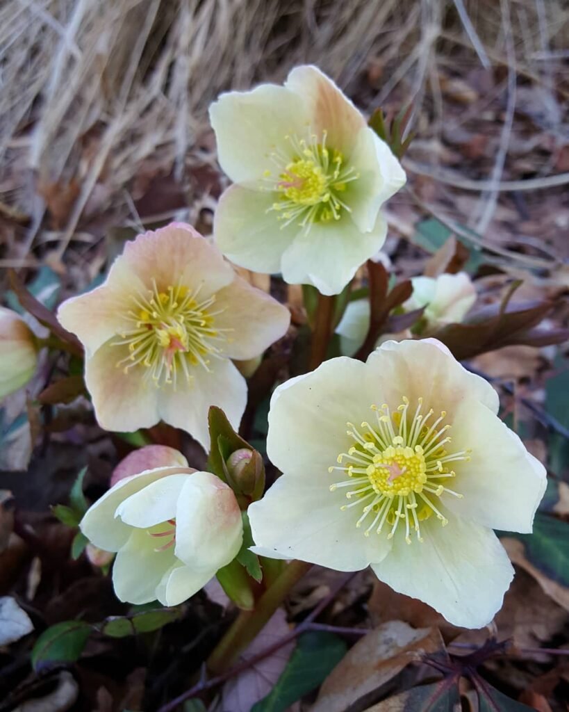 Lenten rose (Helleborus) is a hardy perennial known for its early spring blooms in shades of white, pink, or purple, thriving in partial shade and well-draining soil, often blooming during the Lenten season.