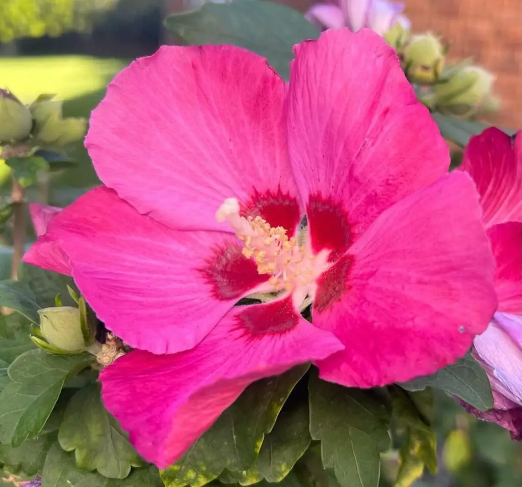 *Hibiscus syriacus*, also known as Rose of Sharon, is a hardy deciduous shrub with large, showy blooms in shades of pink, purple, blue, or white, thriving in full sun and well-drained soil.