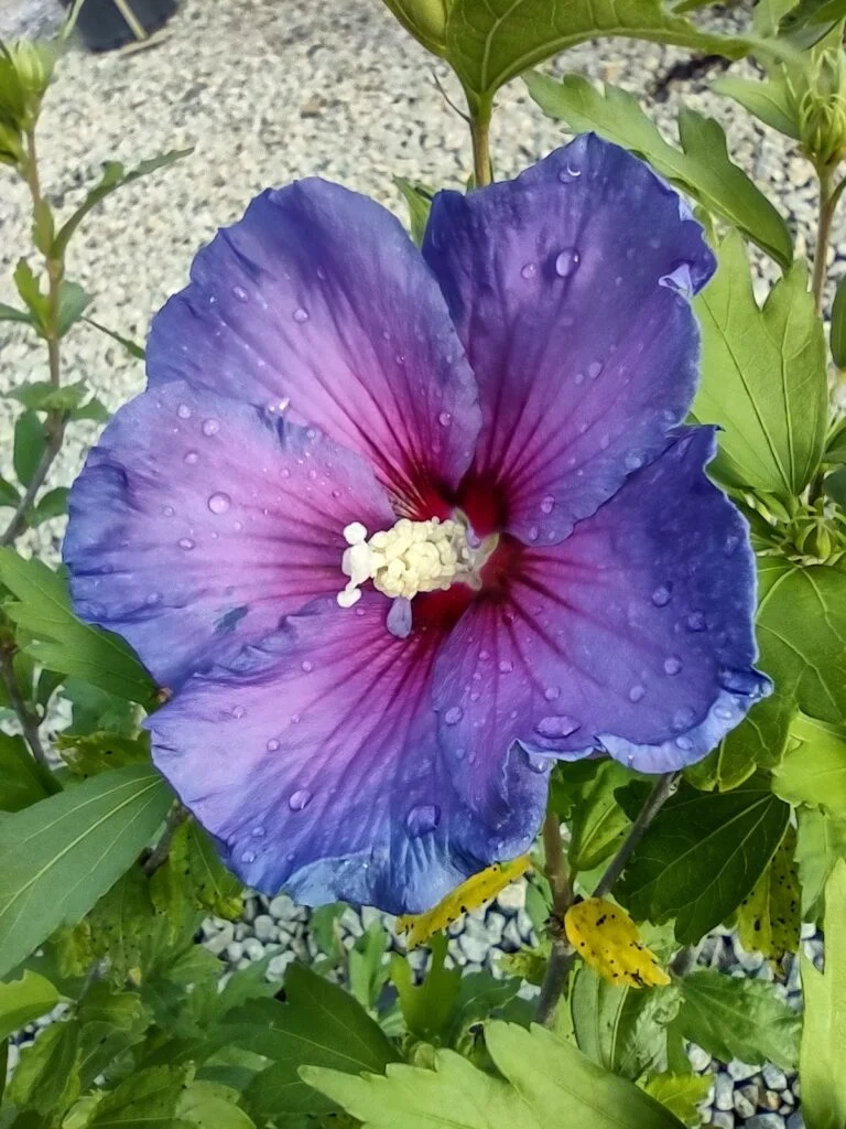 Purple Hibiscus (Hibiscus syriacus)