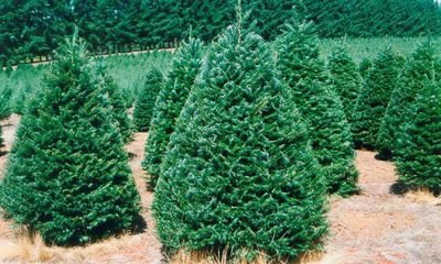 Grand Fir