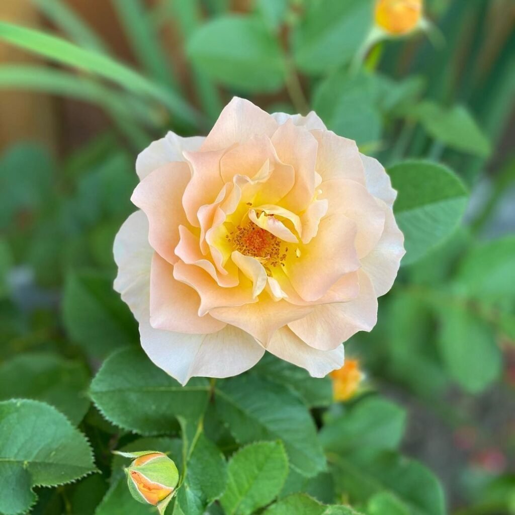 Honey Perfume rose