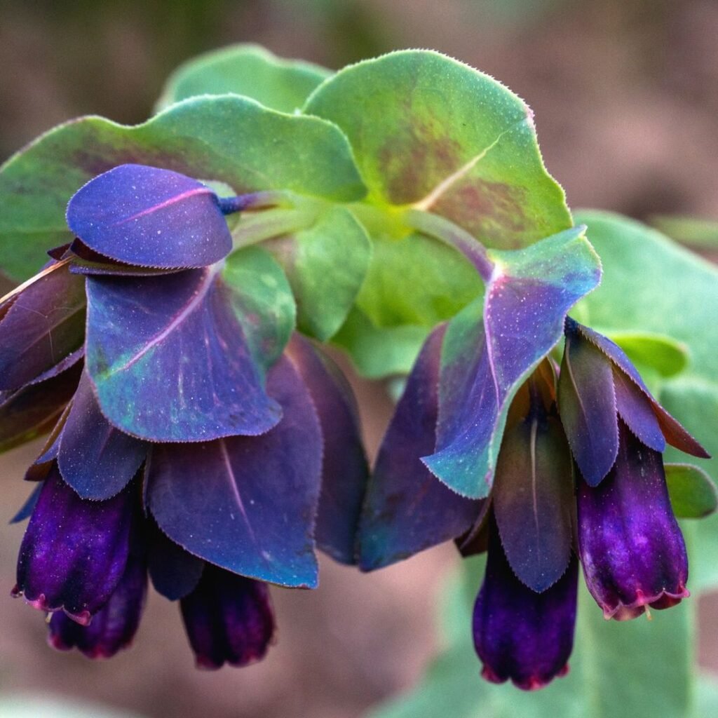 A close-up of purple Honeywort blossoms nestled among green foliage, emphasizing their striking appearance and natural elegance.