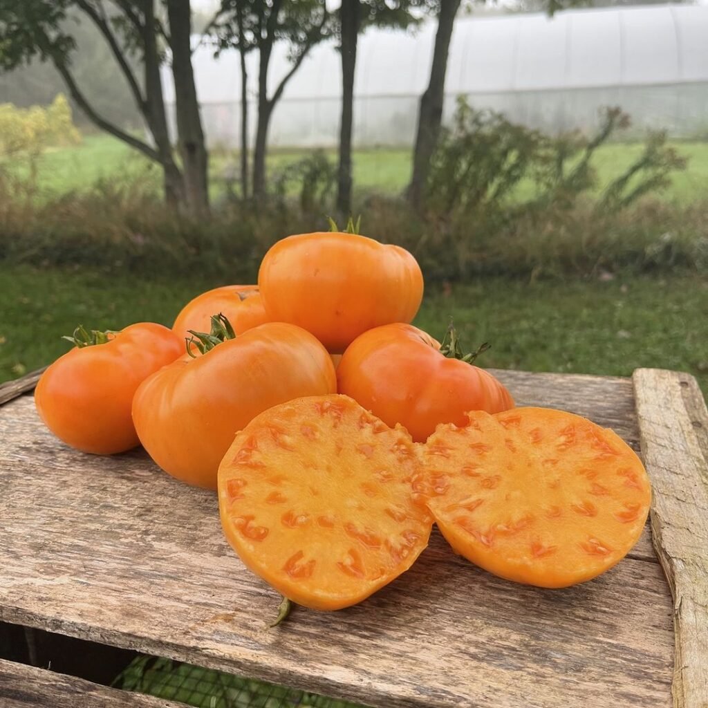 Kellogg's Breakfast is a striking heirloom tomato variety known for its large, bright orange fruits, sweet flavor, and low acidity, thriving in full sun and well-draining soil,