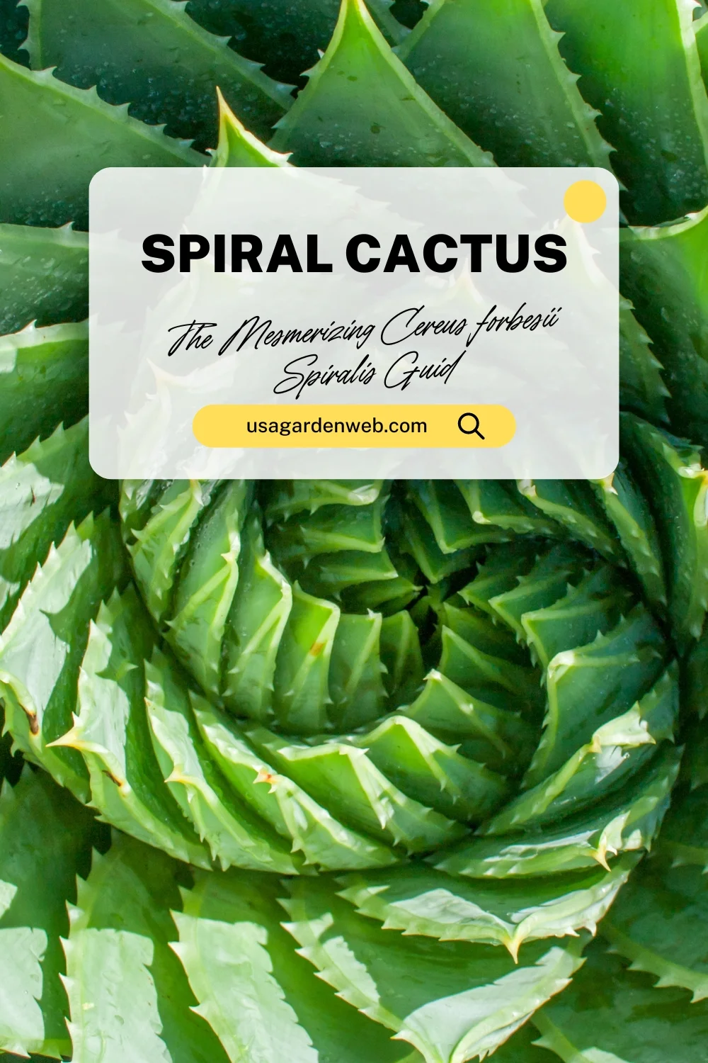 Spiral Cactus: The Mesmerizing Cereus forbesii Spiralis Guide