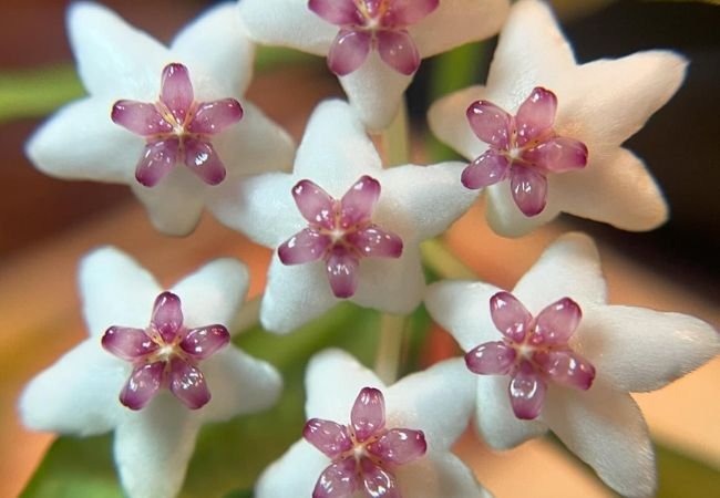 Hoya Bella : The Beautiful Wax Plant Care Guide