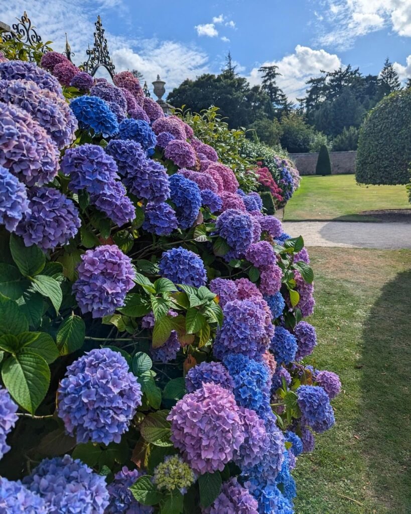 Hydrangeas are deciduous shrubs known for their large, showy blooms that can range from blue to pink, depending on soil pH, and thrive in partial to full shade with moist, well-drained soil.