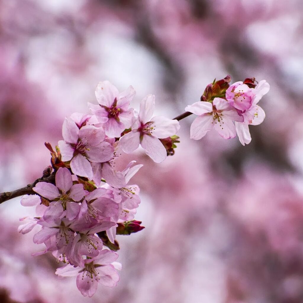 Sakura flowwer