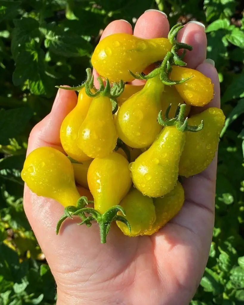 Yellow Pear is a unique heirloom tomato variety known for its small, pear-shaped yellow fruits and sweet flavor, thriving in full sun and well-draining soil, perfect for salads and snacking.