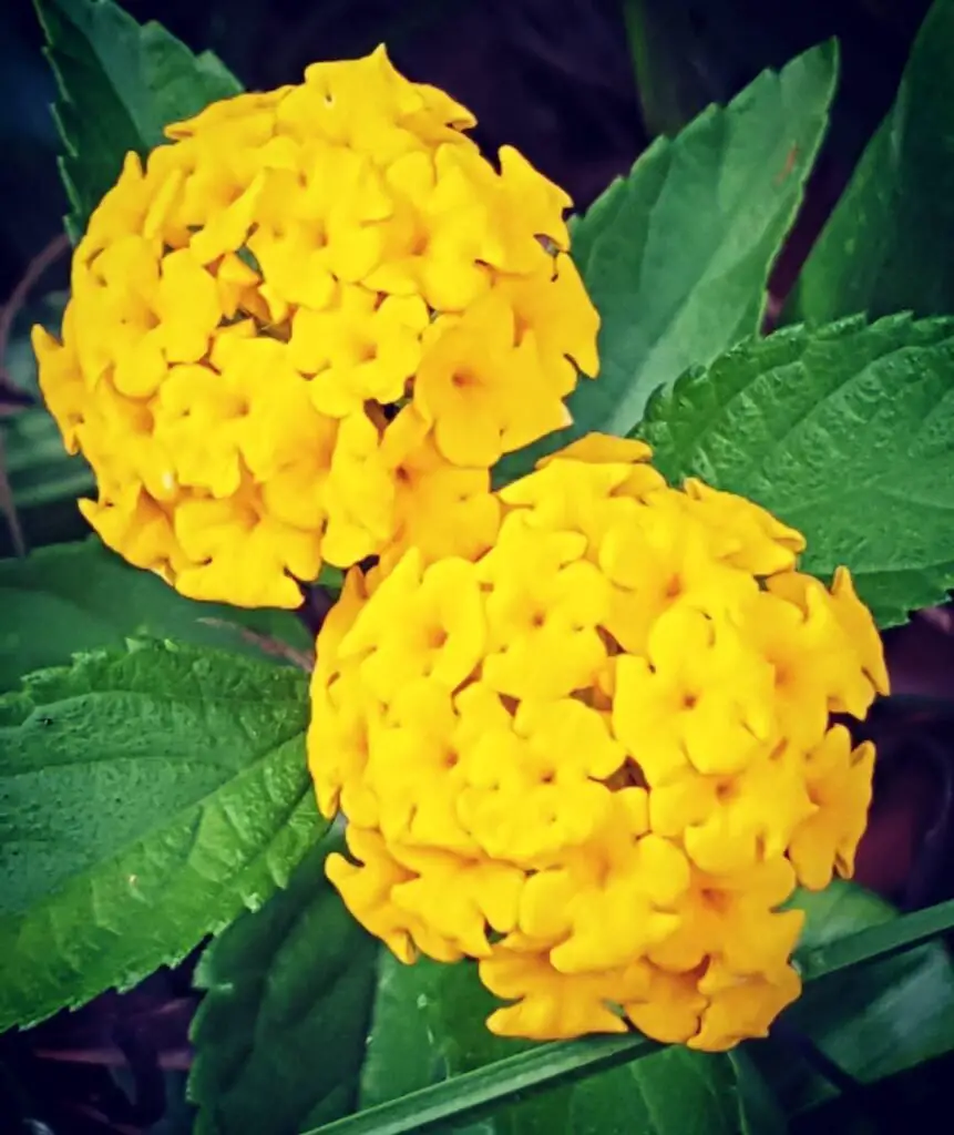 Yellow lantana is a hardy, drought-tolerant flowering plant known for its vibrant yellow clusters of flowers, attracting butterflies and hummingbirds, and thriving in full sun and well-draining soil.