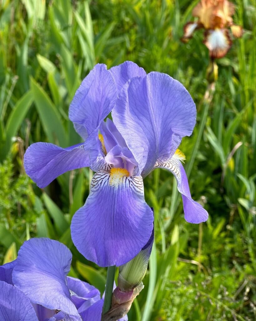 Iris is a diverse genus of flowering plants known for their striking, elegant blooms in a variety of colors, thriving in well-draining soil and full sun to partial shade, and symbolizing hope and wisdom.