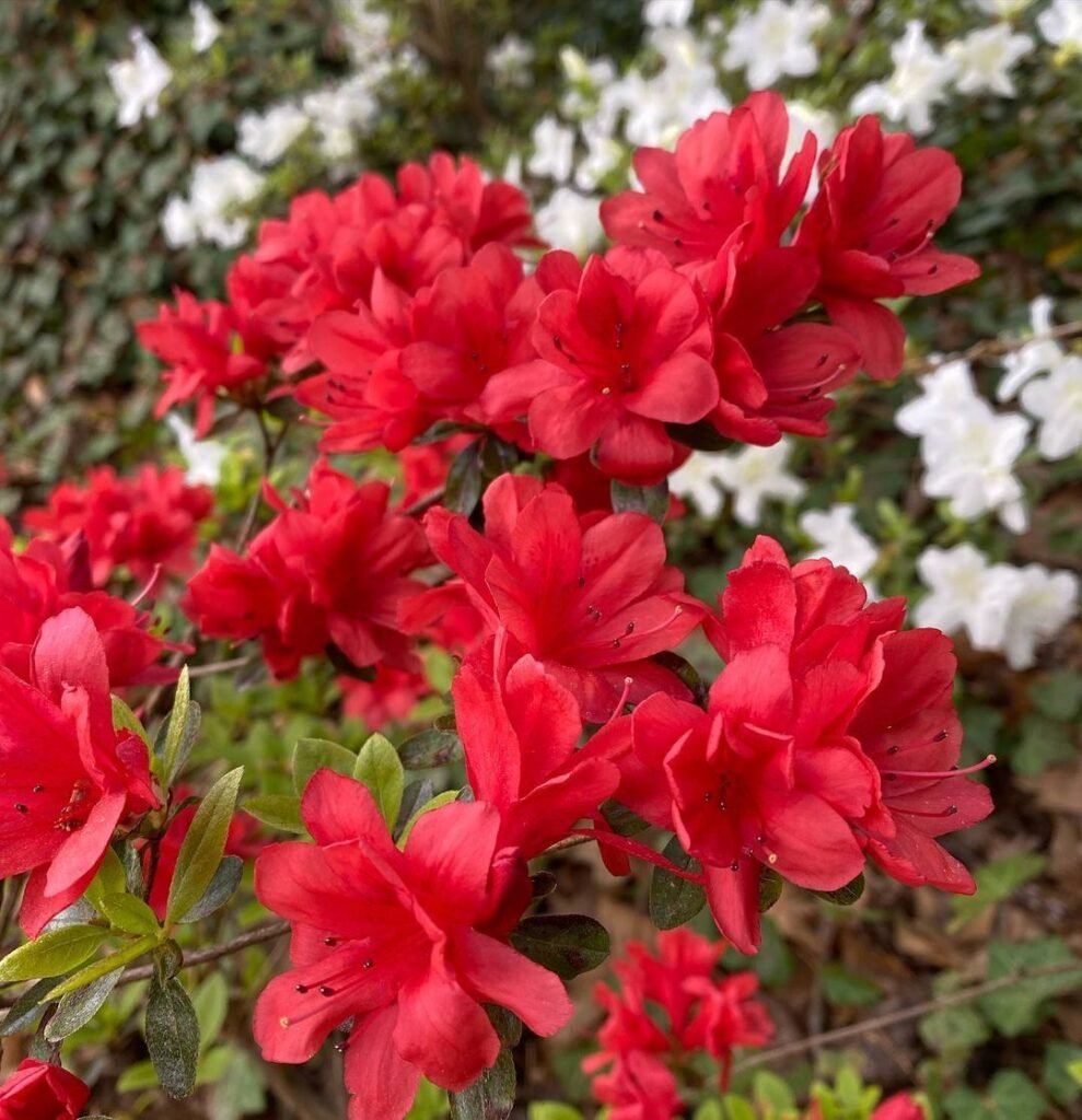 Red azaleas are vibrant, flowering shrubs known for their brilliant red blooms in spring. They thrive in partial shade and well-draining, acidic soil, making them a stunning addition to gardens and landscapes.