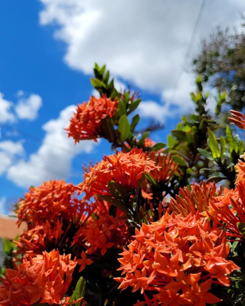 Ixora orange flower