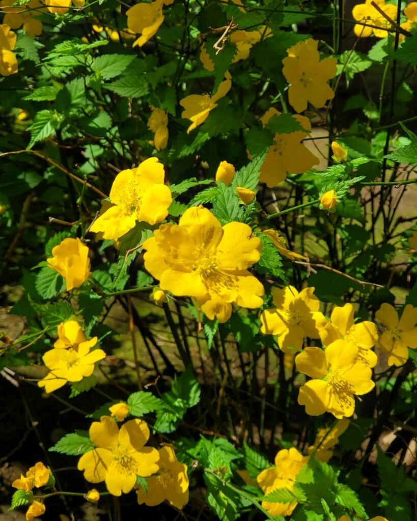 Japanese Kerria (*Kerria japonica*) is a deciduous shrub that produces bright yellow, rose-like flowers in early spring and has arching stems with vibrant green leaves, making it an eye-catching addition to gardens.