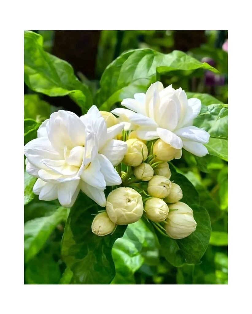 Jasmine flowers are fragrant, star-shaped blooms that are typically white or yellow, thriving in warm climates and often used in perfumes and teas, symbolizing love and purity.