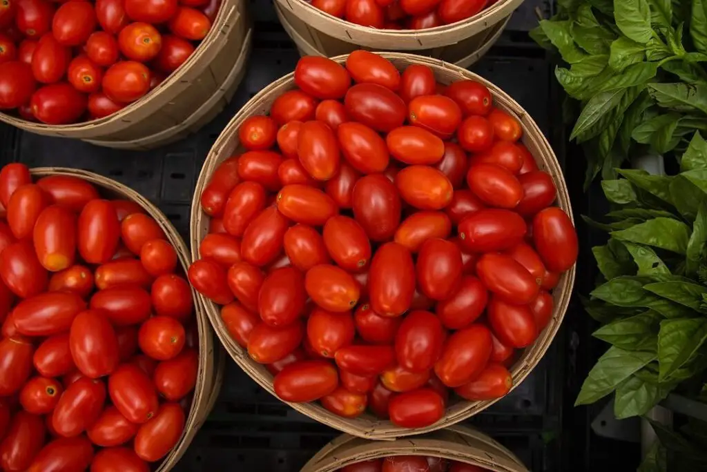 Juliet is a popular cherry tomato variety known for its sweet, oval-shaped fruits that resist cracking, thriving in full sun and well-draining soil, and perfect for salads and snacking.