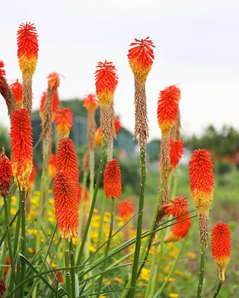 A cluster of vibrant orange Kniphofia flowers with striking yellow stems, showcasing their natural beauty in a garden setting.