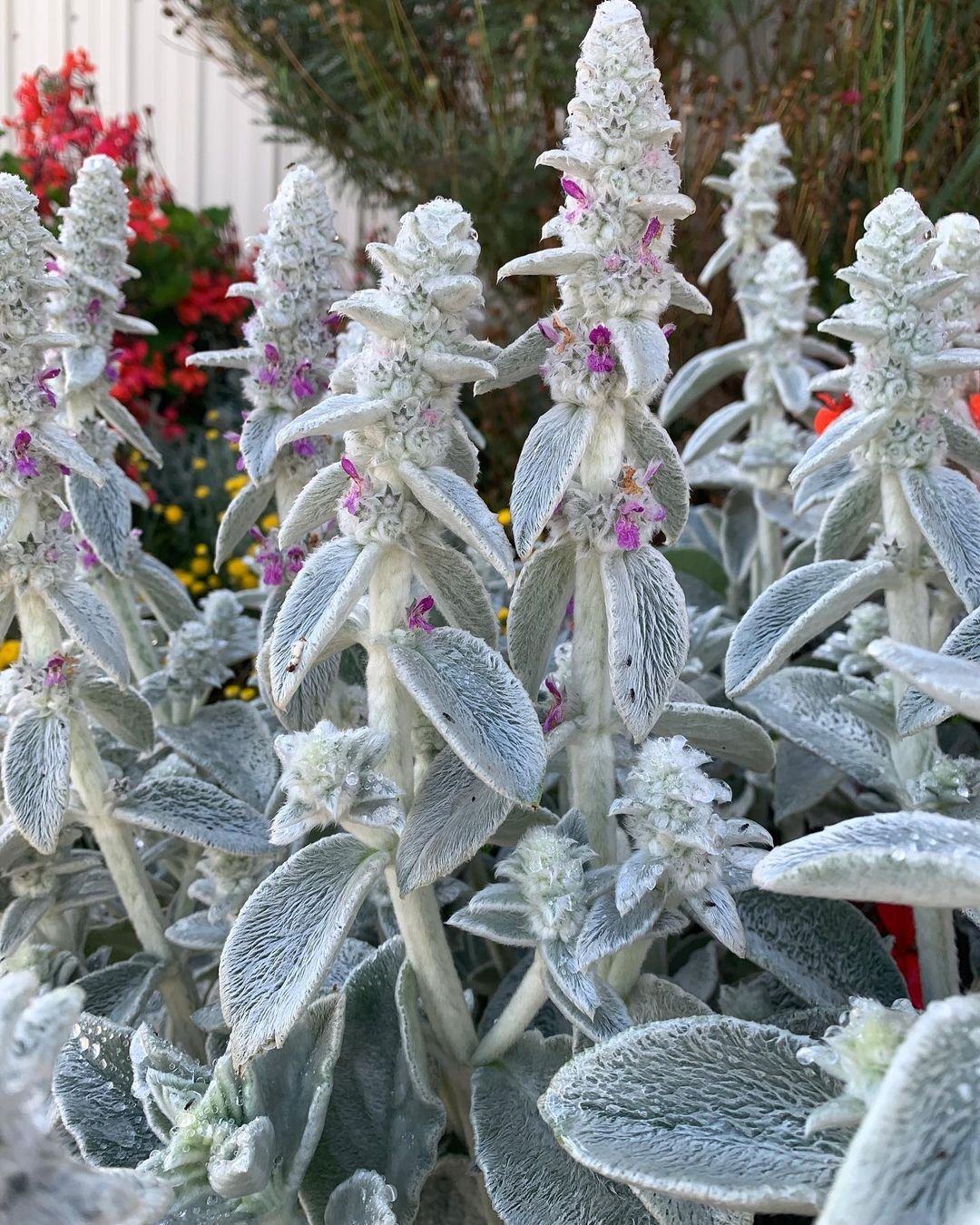 A Lamb's Ear plant featuring delicate white and pink flowers, showcasing a vibrant contrast in its lush green foliage.