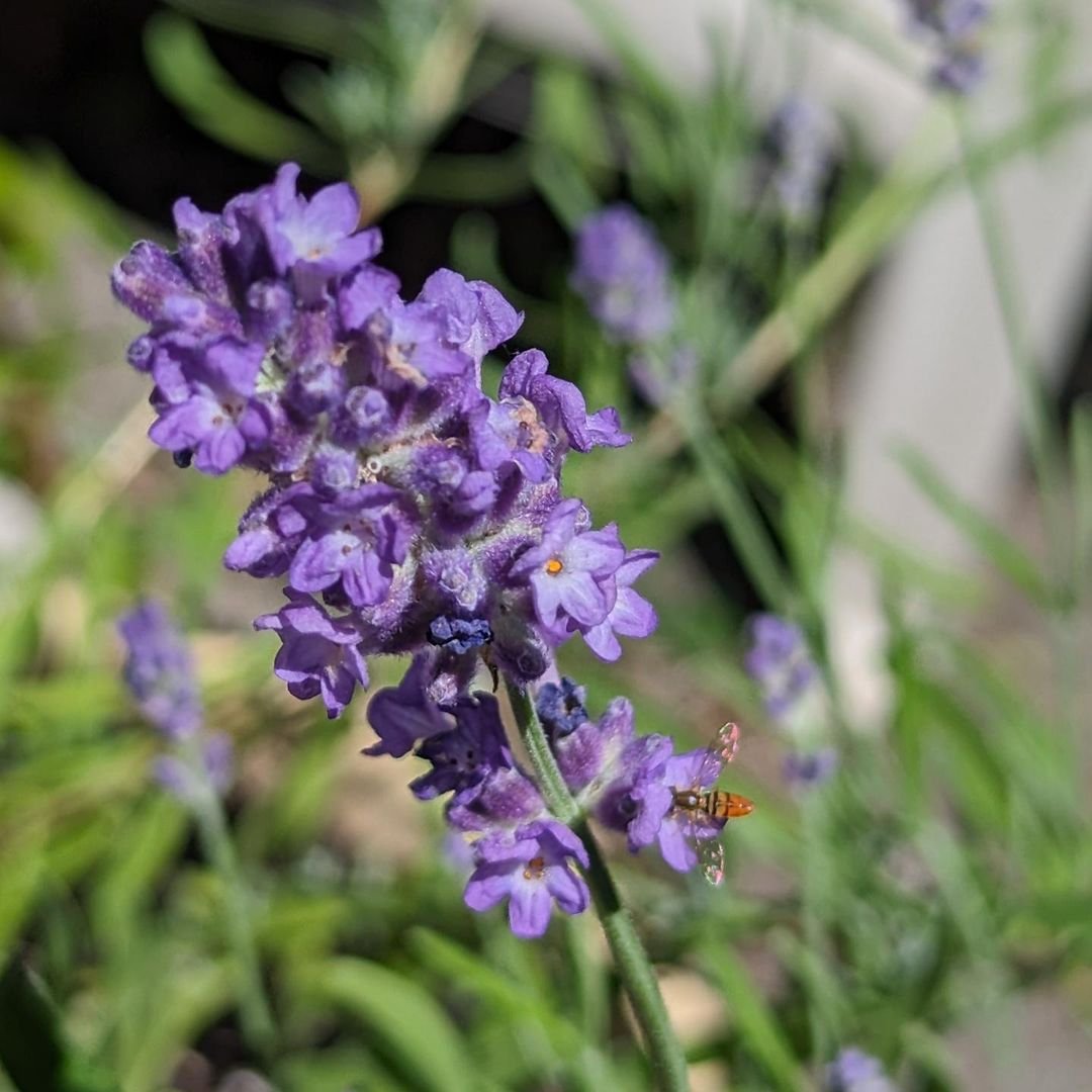 A bee collecting nectar from a vibrant lavender flower in a sunny garden setting.