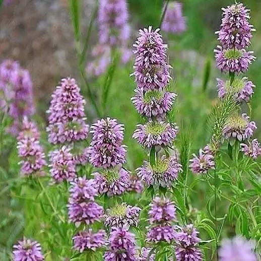 Lemon Bee Balm (*Monarda citriodora*) is an aromatic herb with lavender-pink blooms and a strong lemon scent, attracting pollinators and often used in teas and culinary dishes.