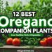 12 Best Oregano Companion Plants for Your Garden